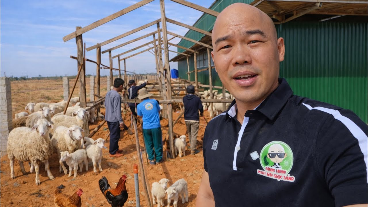 HÔM NAY LÀM CHUỒNG NUÔI 🐑 LẤY PHÂN BÓN CÂY | CUỘC SỐNG NÔNG DÂN 