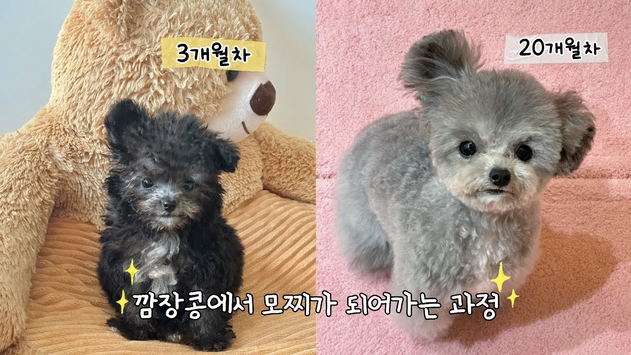 1분으로 보는 푸들 성장과정🩶 라이트실버푸들 모찌ㅣ푸들 모색 변화✨ㅣlike 육아일기📔ㅣ강아지성장과정