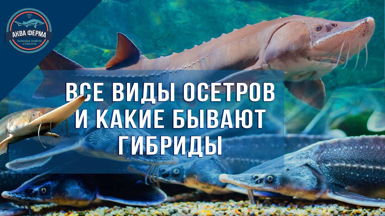 Все виды осетров и их возможные гибриды