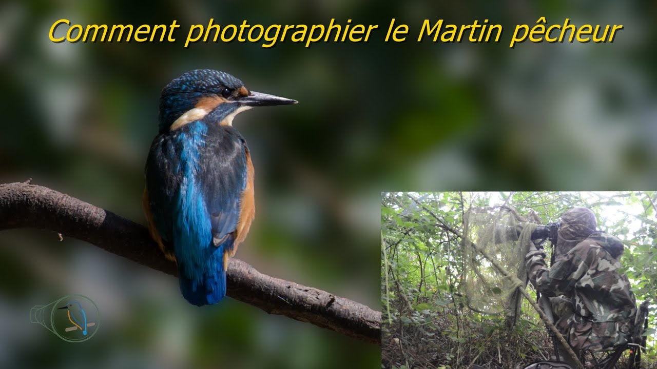 Comment photographier le Martin pêcheur   #photoanimaliere #technique #tuto #nature
