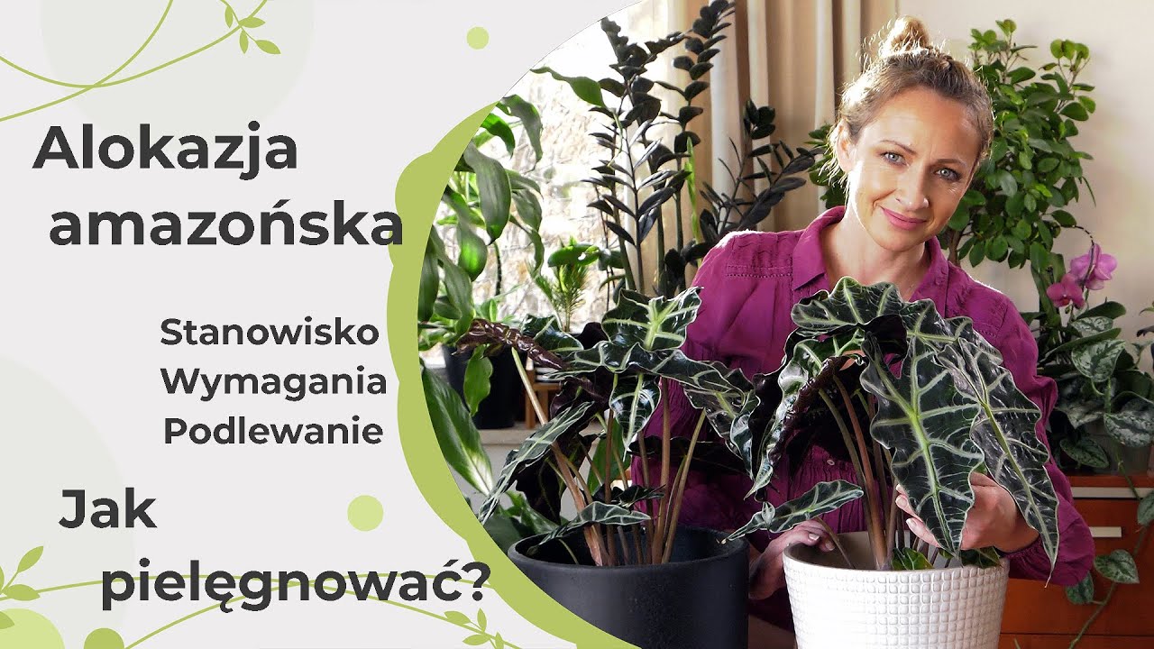 Alokazja amazońska - pielęgnacja, stanowisko i podlewanie. Bardzo trudna roślina w uprawie