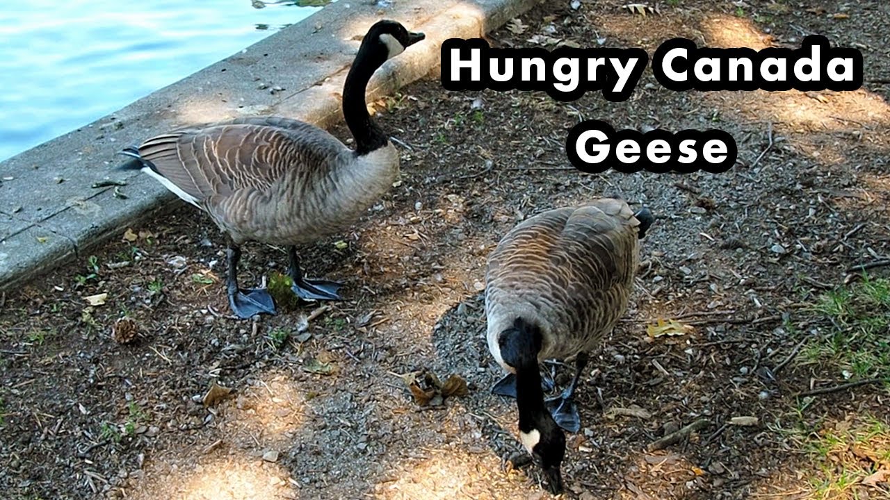 Two Canada Geese Calmly Pecking For Bird Seeds