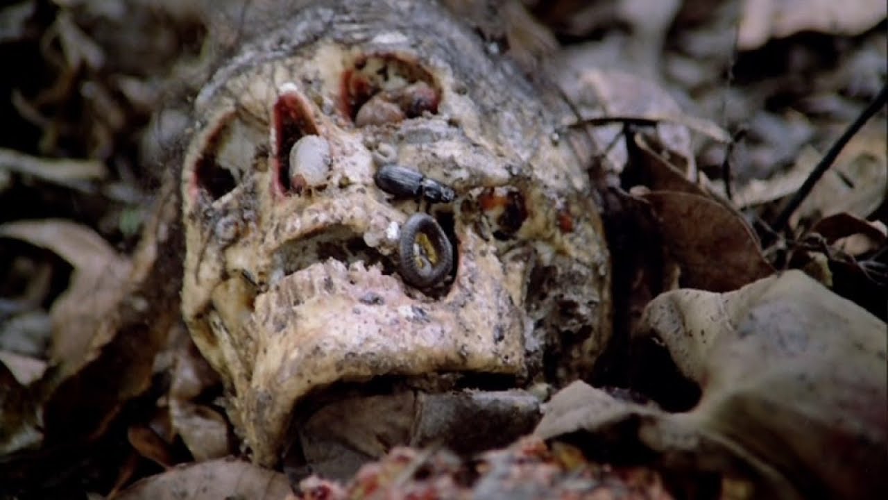 Nadzy i rozszarpani (1980) - RECENZJA SPOILEROWA 
