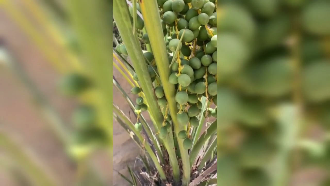 AL AIN OASIS