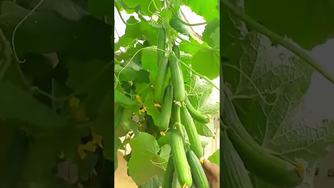 الخيار : ايهما افضل قص القمه النامية او تركها 4/10/2017 .. ثمار تيماء الزراعية