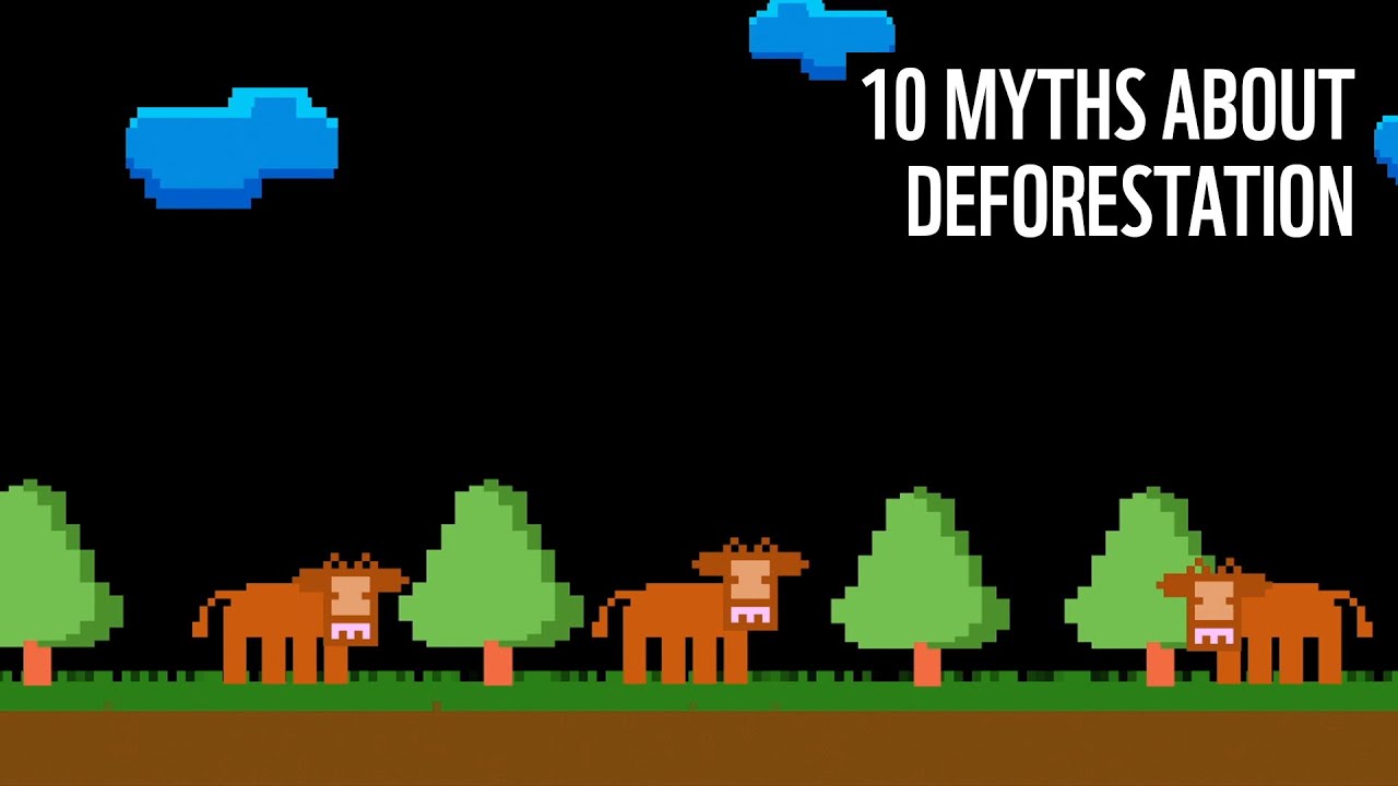 10 мифов о вырубке лесов | WWF
