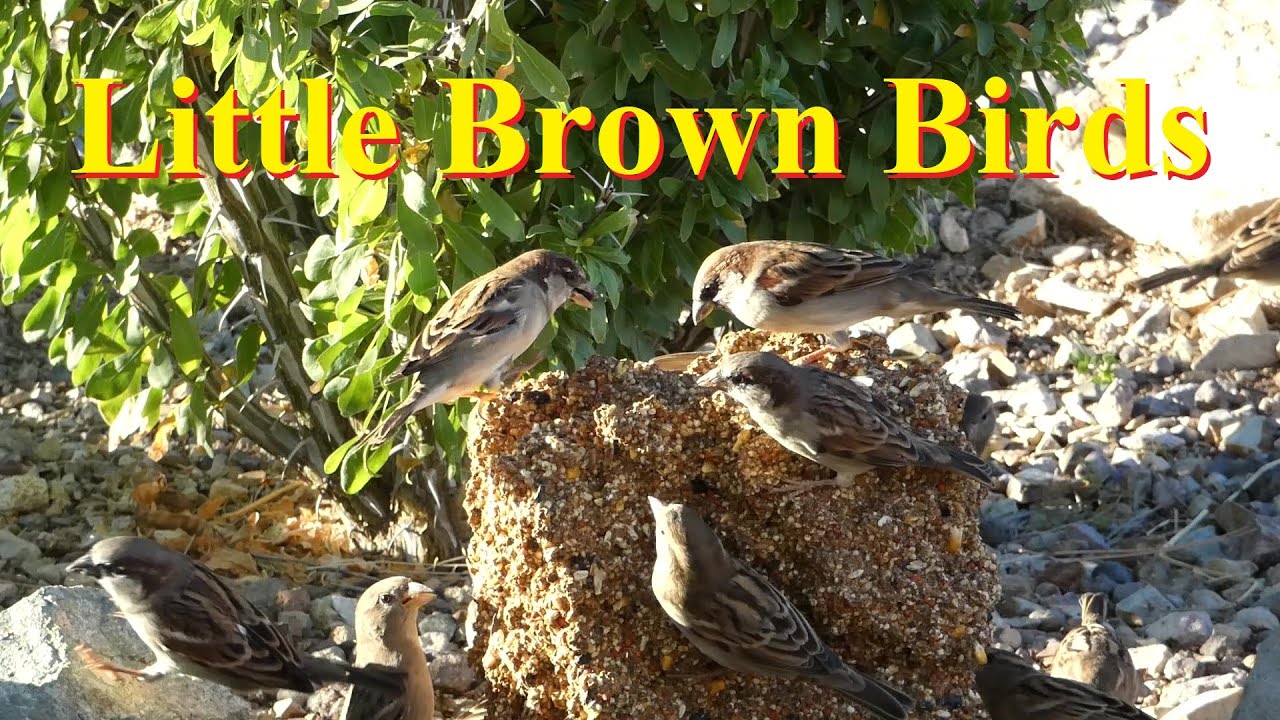 Little Brown Birds At Your Feeder