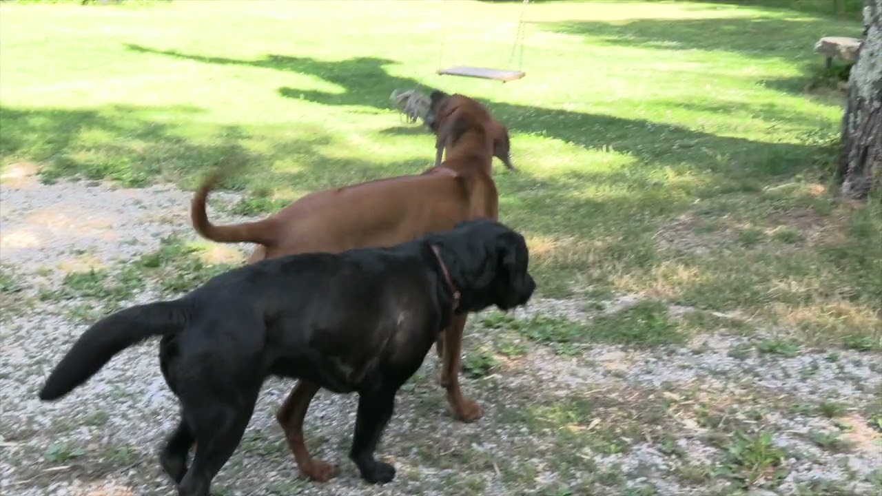 Nubia 9 mesi   HD 1080p