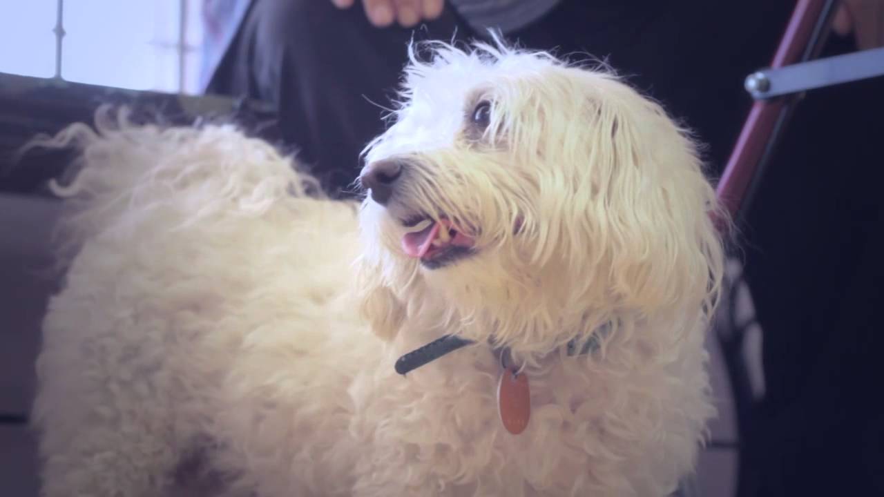 Animal Vaccination Services - Short | Toronto, ON