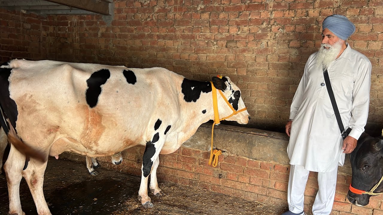 ਬਿਲਕੁਲ ਸਸਤੇ ਮੁੱਲ ਚ 🔥1 ਤੋਕੜ ਵਹਿੜ ਵਿਕਾਉ- one cow for sale #brardairyfarmmoga 