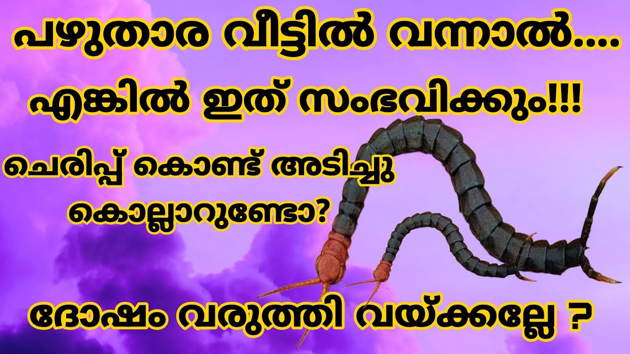 പഴുതാര വീട്ടിൽ വന്നാൽ ഈ കാര്യങ്ങൾ ശ്രദ്ധിക്കണം ചെരിപ്പ് കൊണ്ട് അടിച്ച് കൊല്ലാറുണ്ടോ? വലിയ ദോഷം
