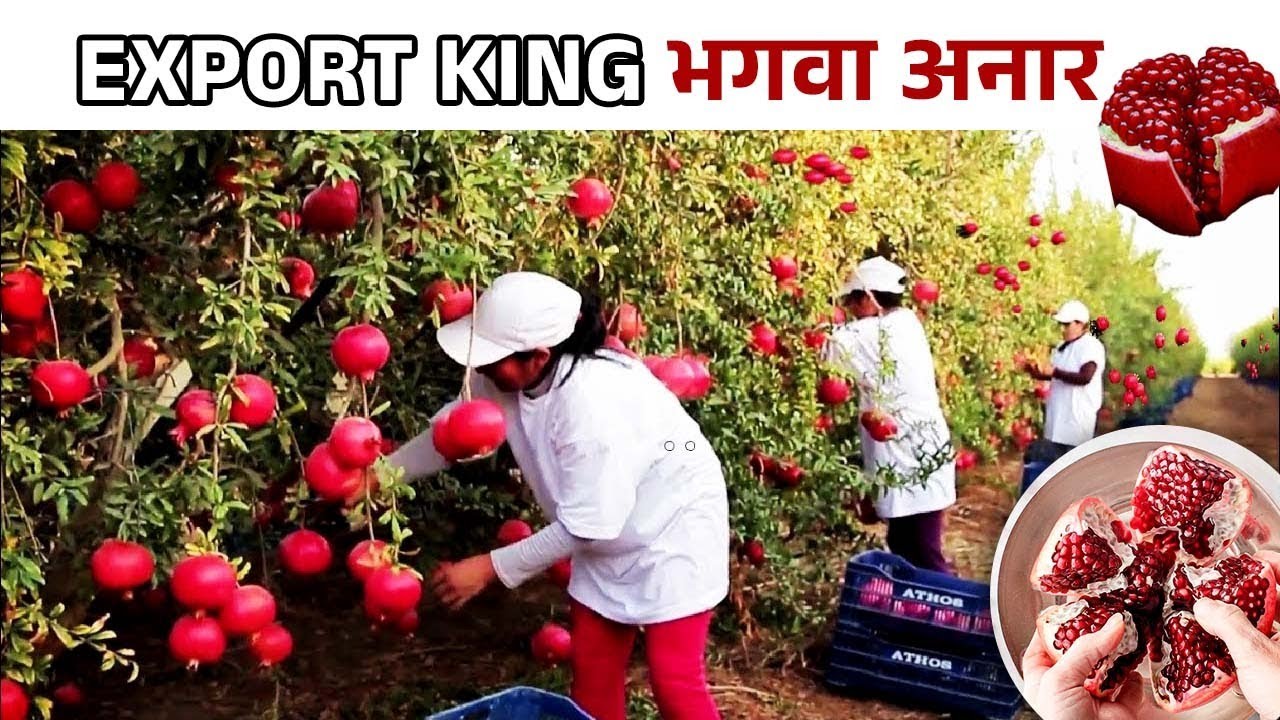 भगवा अनार खेती की कंप्लीट जानकारी | Pomegranate Farming | Bhagva Anar ki Kheti