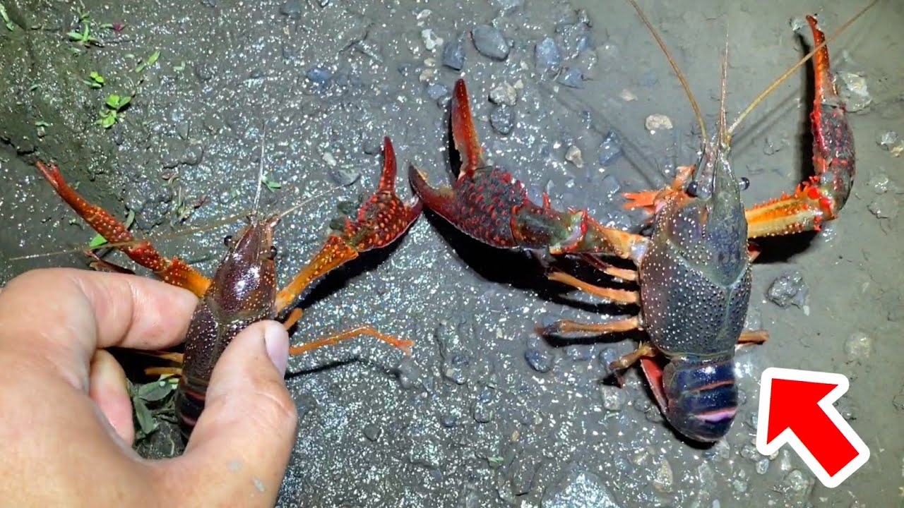 夜の水路で規格外の超巨大ザリガニを捕獲！！