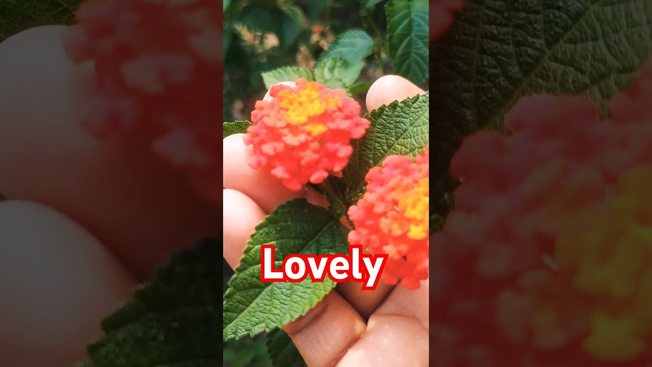 #putush flowers #viral #music 💞