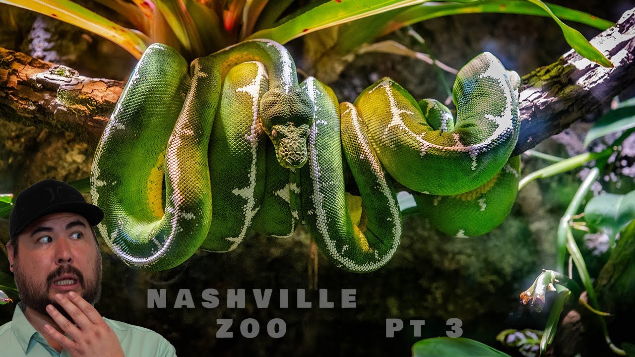 Visiting The Nashville Zoo At Grassmere  Pt 3 | Animal Viewing Adventure Cont... | Reptiles & More