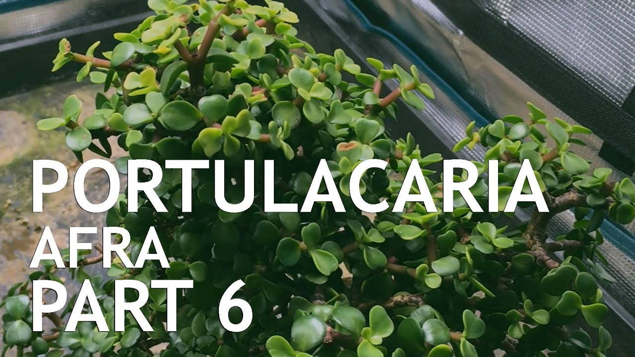 Portulacaria Afra (Dwarf Jade) Bonsai, from a cutting, 6