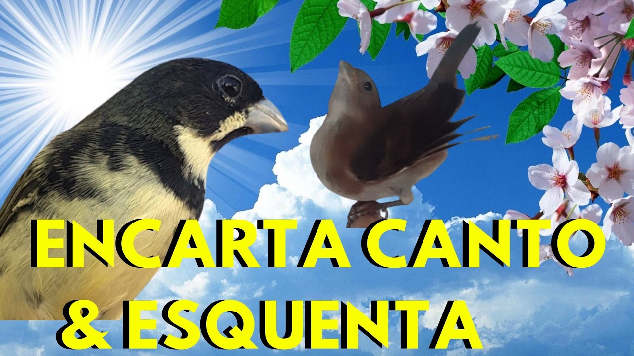 Encarte de Coleiro Tui Tui PERFEIRO e PURO Pra Encarte e fêmea para esquentar coleiro