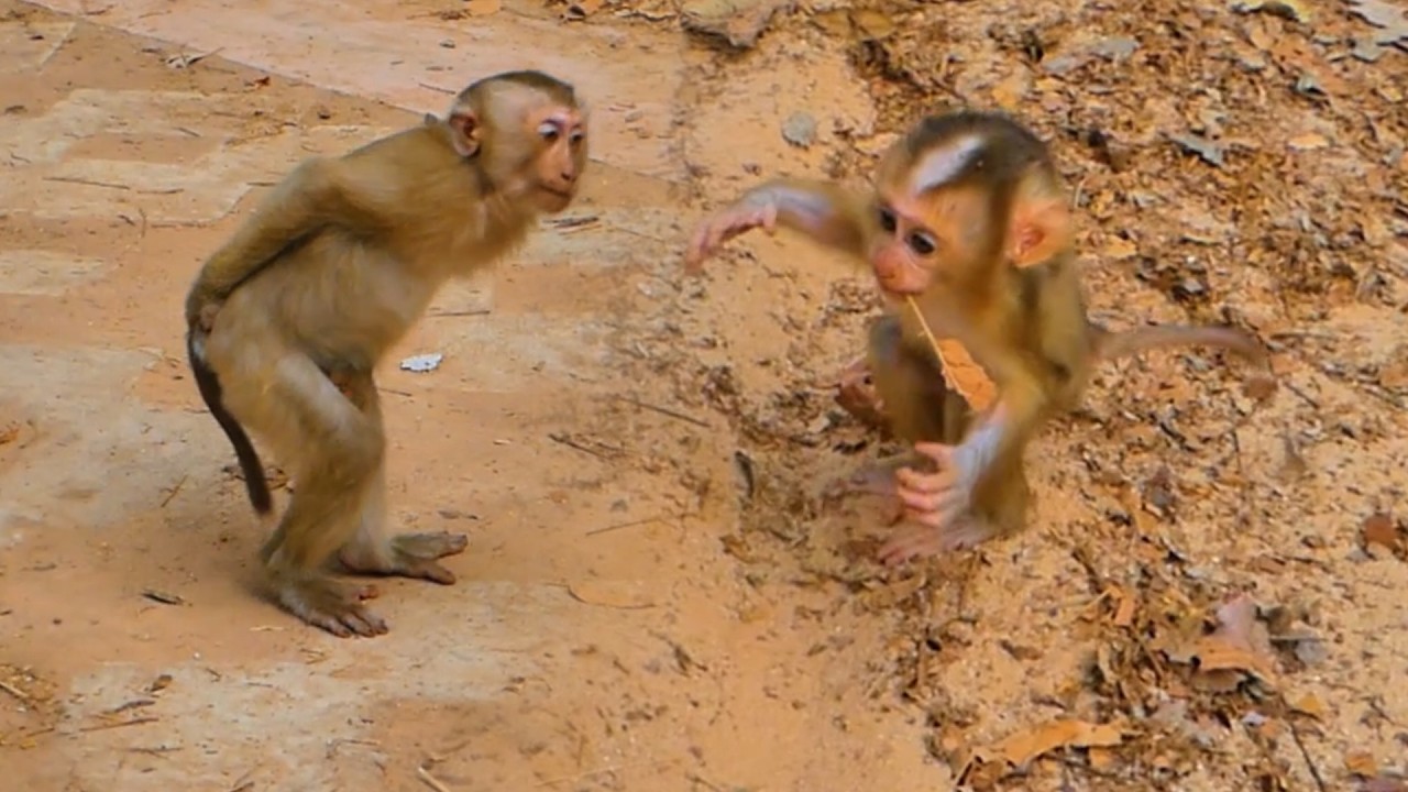 You Won’t Believe This! Tinky Stands & Walks on Two Legs to Surprise Baby Lucan | Cute Animal Viral