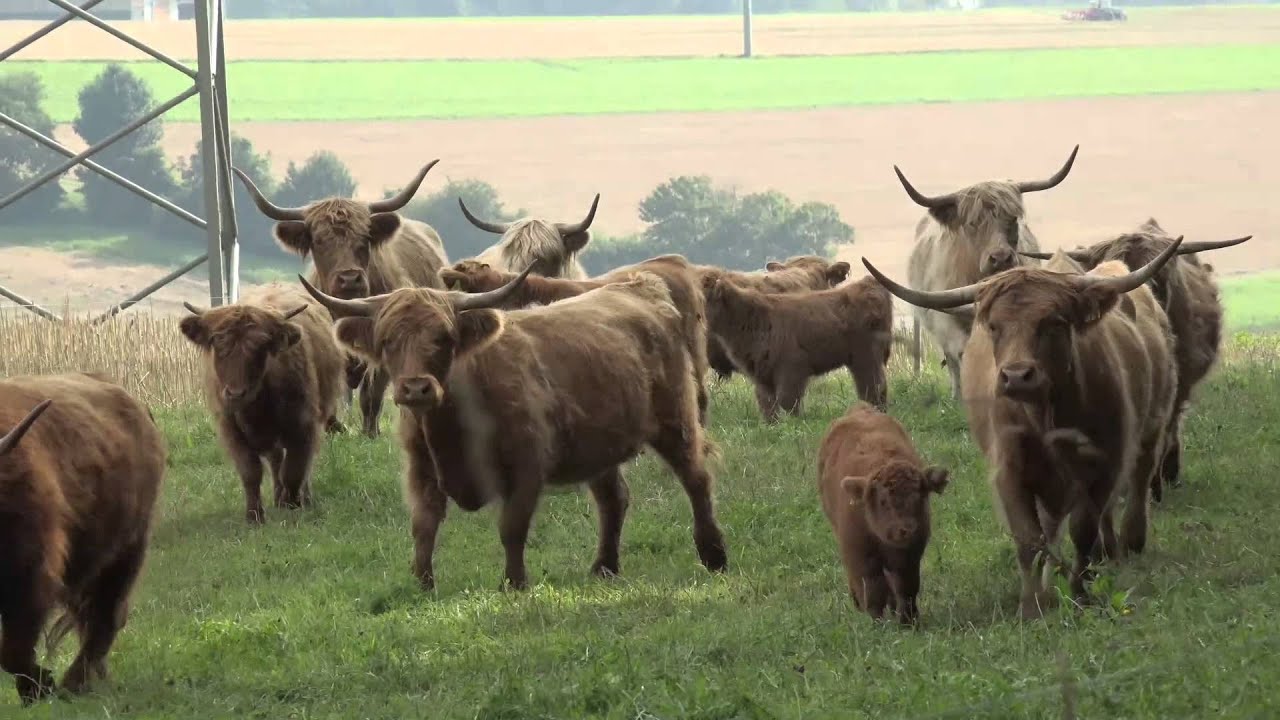 Highland Cattles - Schottische Hochlandrinder
