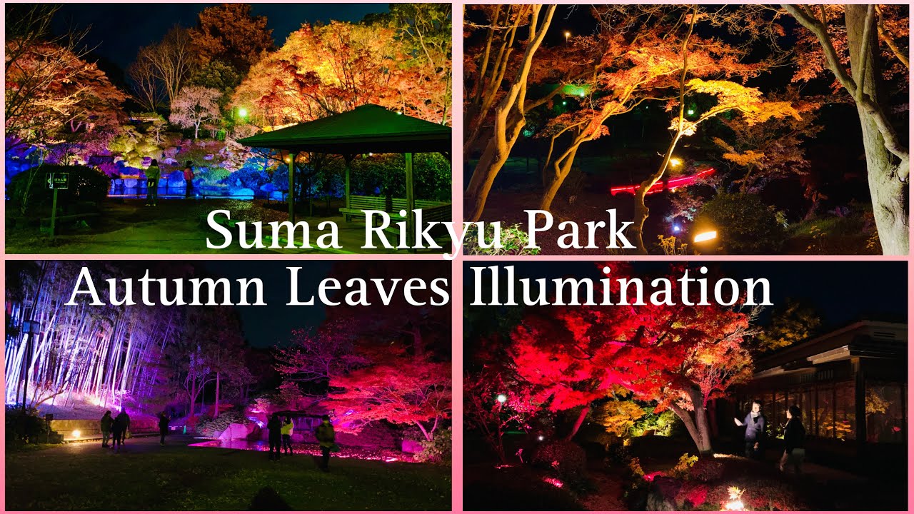 須磨離宮公園 もみじ観賞会 Autumn Leaves Night Illumination at Suma Rikyu Park!!! || #kobesumarikyupark