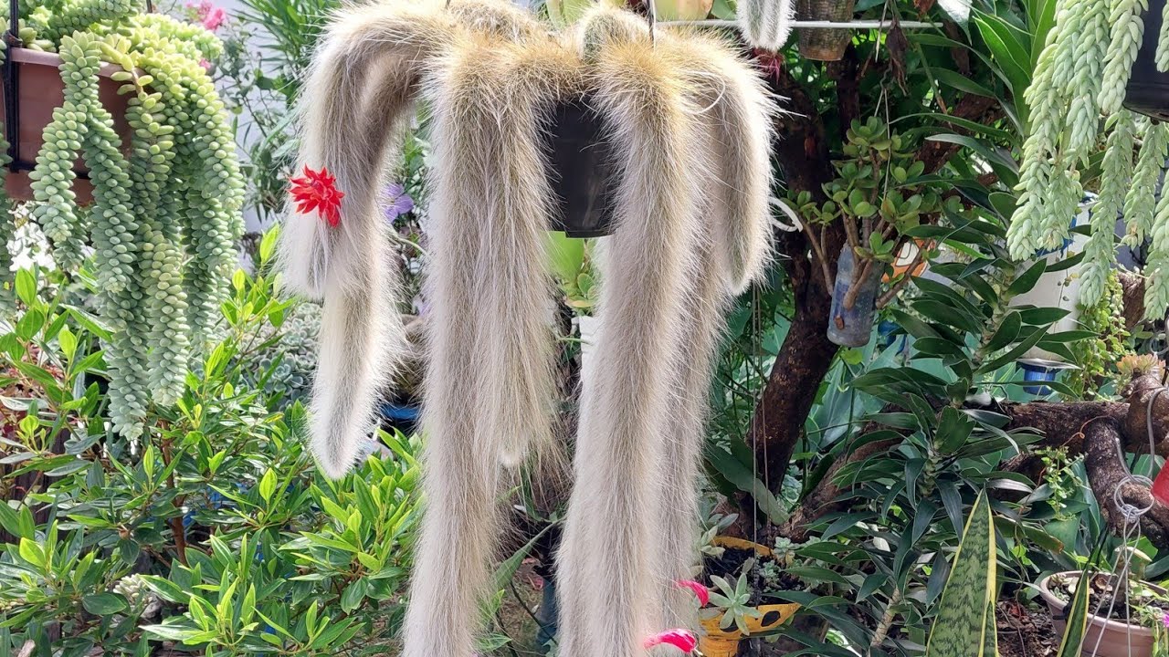 Uma coisa boba que Faz o cacto rabo de macaco crescer e florir mais rápido.