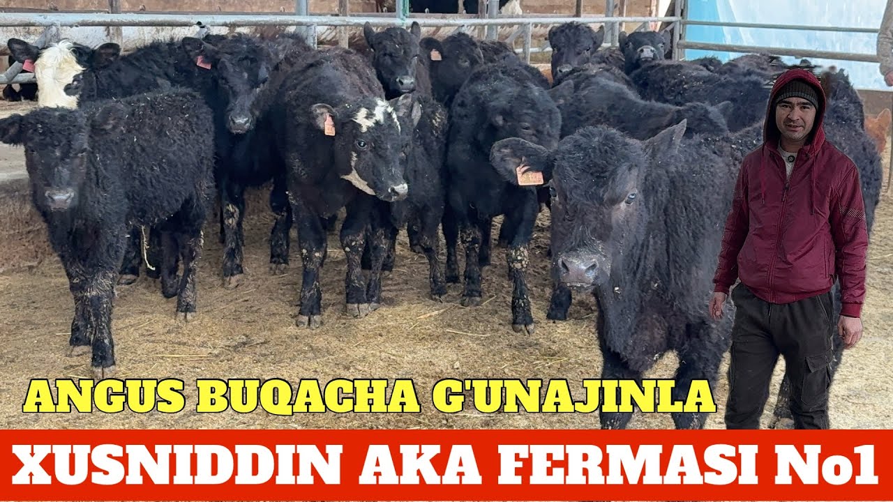 XUSNIDDIN AKA 10 mln ABERDIN ANGUS BUQACHA G'UNAJINLAR YEVROPA 15 mln optomga