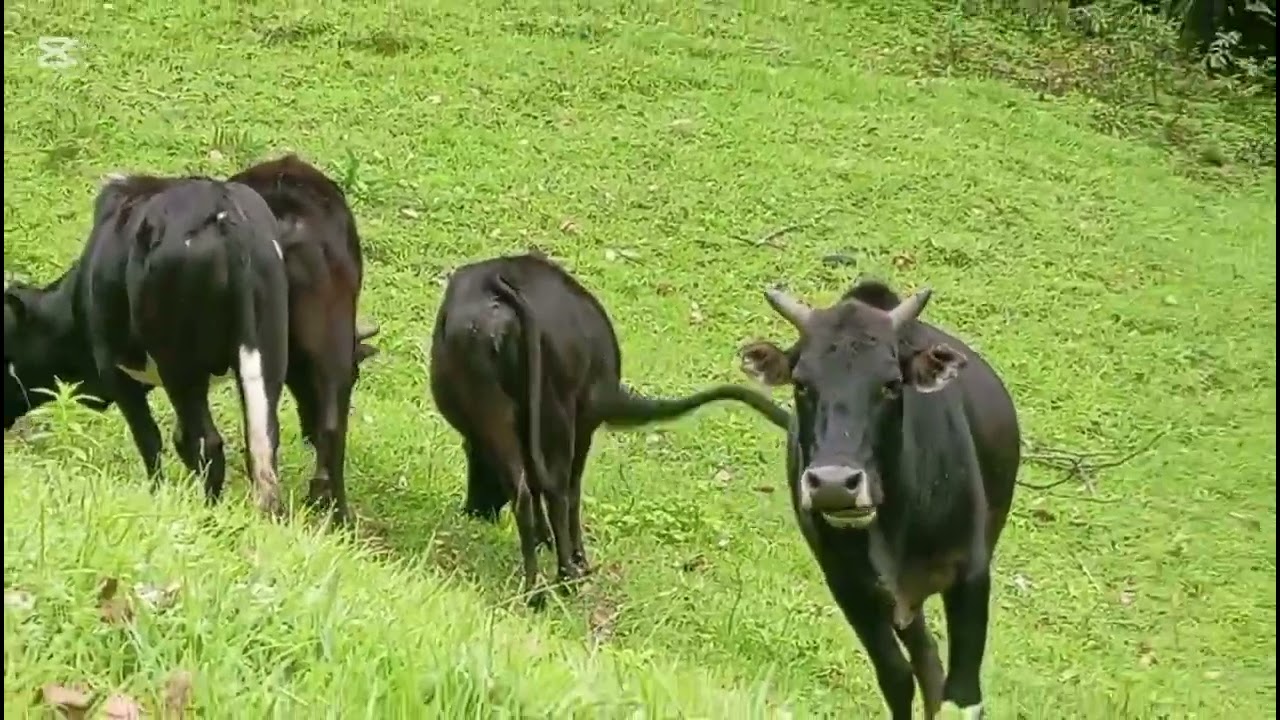 We are with buffalo 🐃🦬 and 🐄 uppo mountain 🏔️ area 
