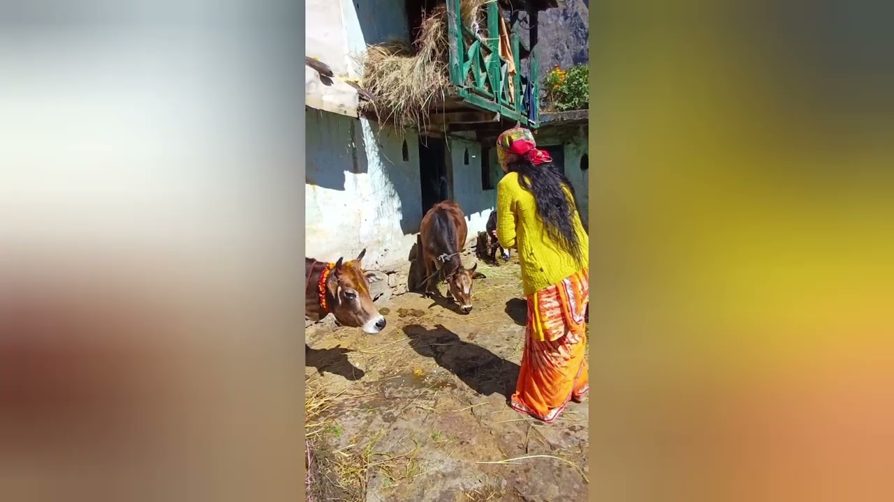 गौ  पीनू  .🐃🐄🐏 उत्तराखंड का लोक पर्व बग्वाल 🙏🌟🌟🌟🌟🙌🙌#devbhoomi uttrakhand 💐🌿