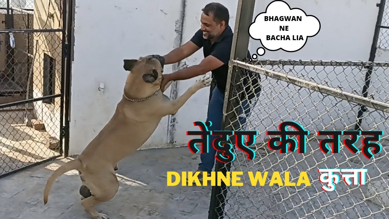 Bullmastiff - Complete Information About Mastiff Breeds | Life With Bullmastiff with Durabull kennel