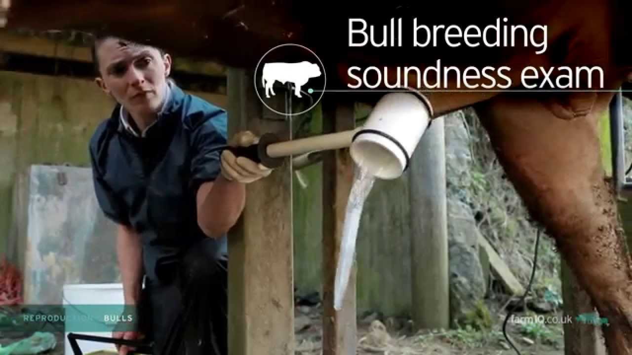 Reproductive Bulls Bull Breeding Soundness Exam 222