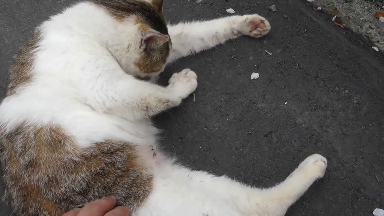 【Cat Video】 meowmeow Happy #cat  #cats  #cute