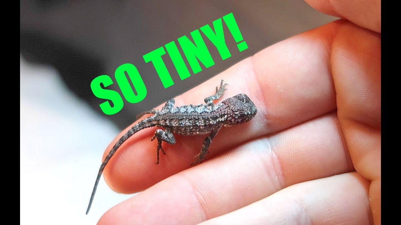 Smallest Reptile I've Ever Hatched!