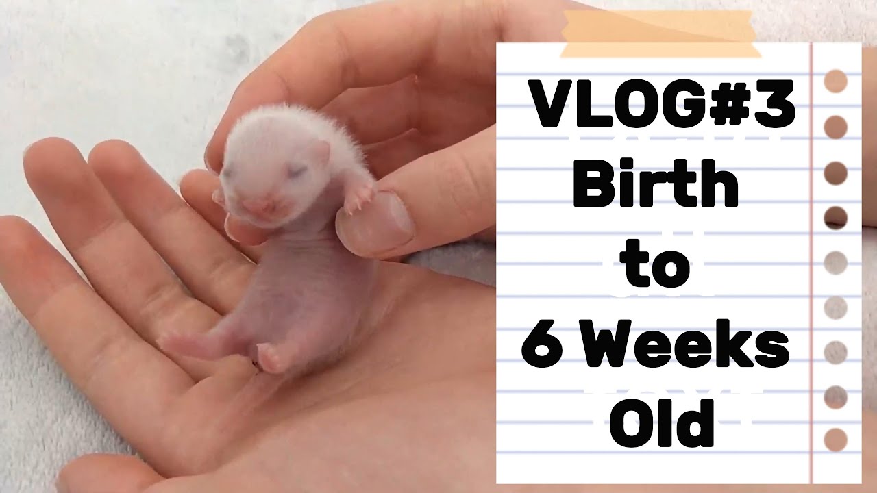 Ferret BREEDER Diary - #3 Kit Development Birth to 6 Weeks
