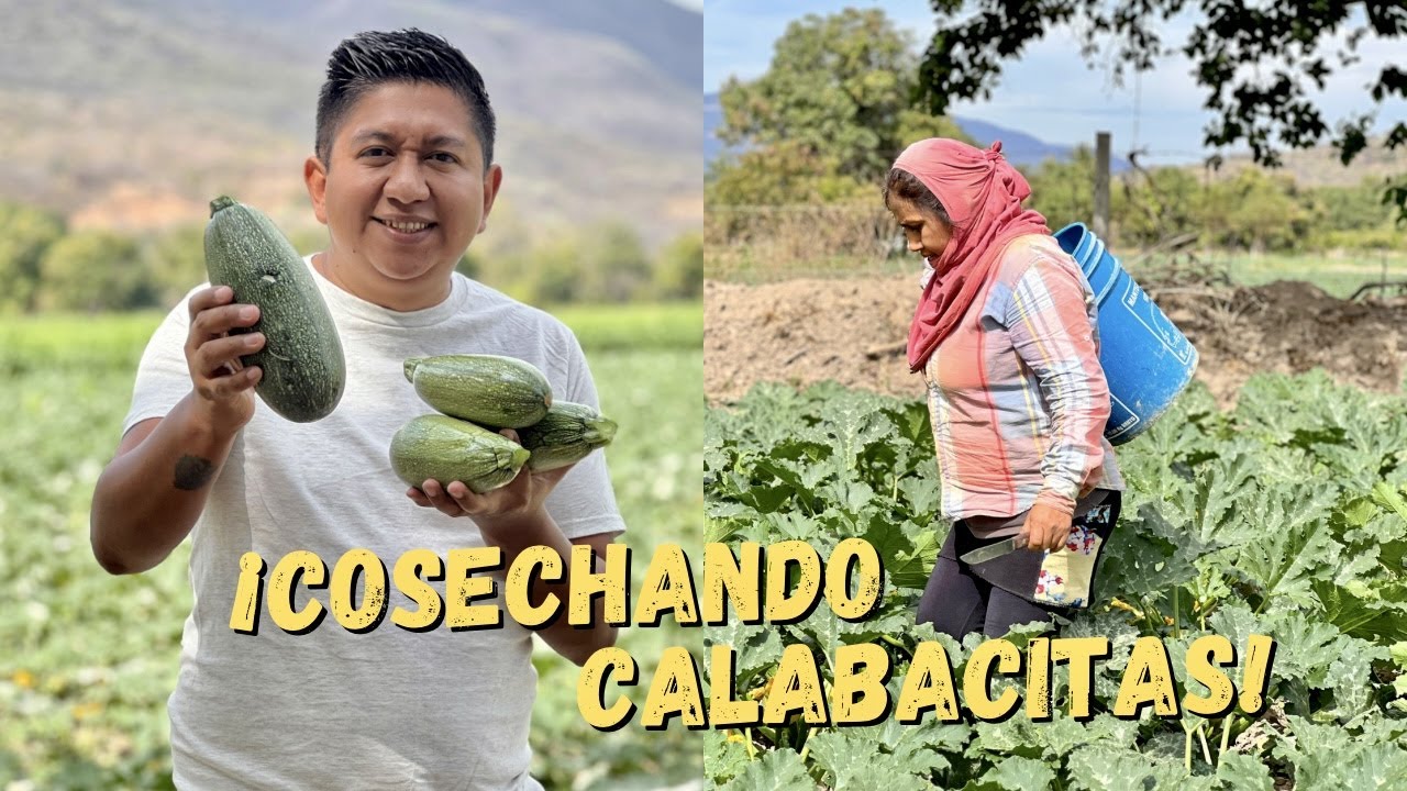 Sembradíos de Calabacitas ¡Así se cosechan!