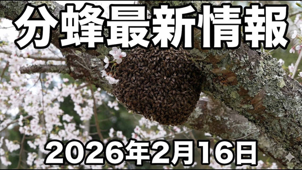 奄美大島で分蜂中！？ニホンミツバチ分蜂状況解説！2026年2月16日 #分蜂マップ