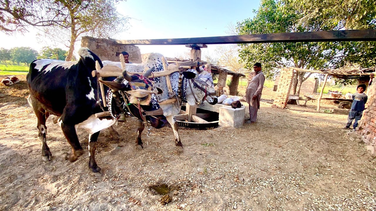 Punjabi Old culture •||• oxen’s operating with help start atta chaky machine #trending #farming 
