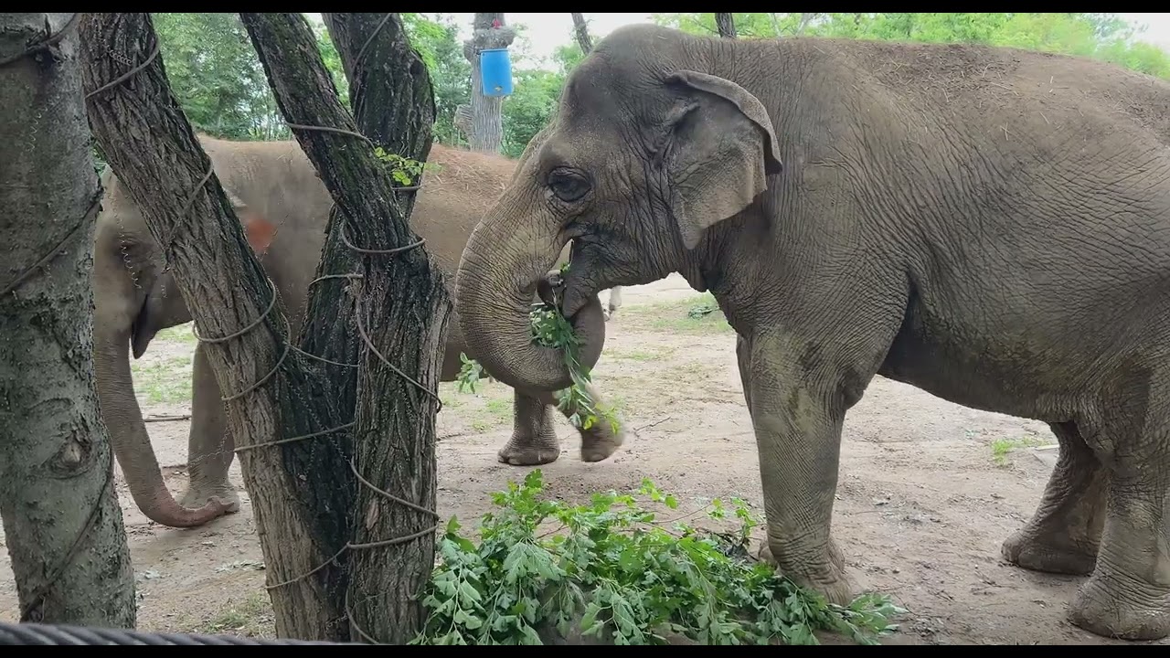 Cincinnati Zoo’s Animals Feast on Foliage Harvested from Site of 2024 Community Makeover