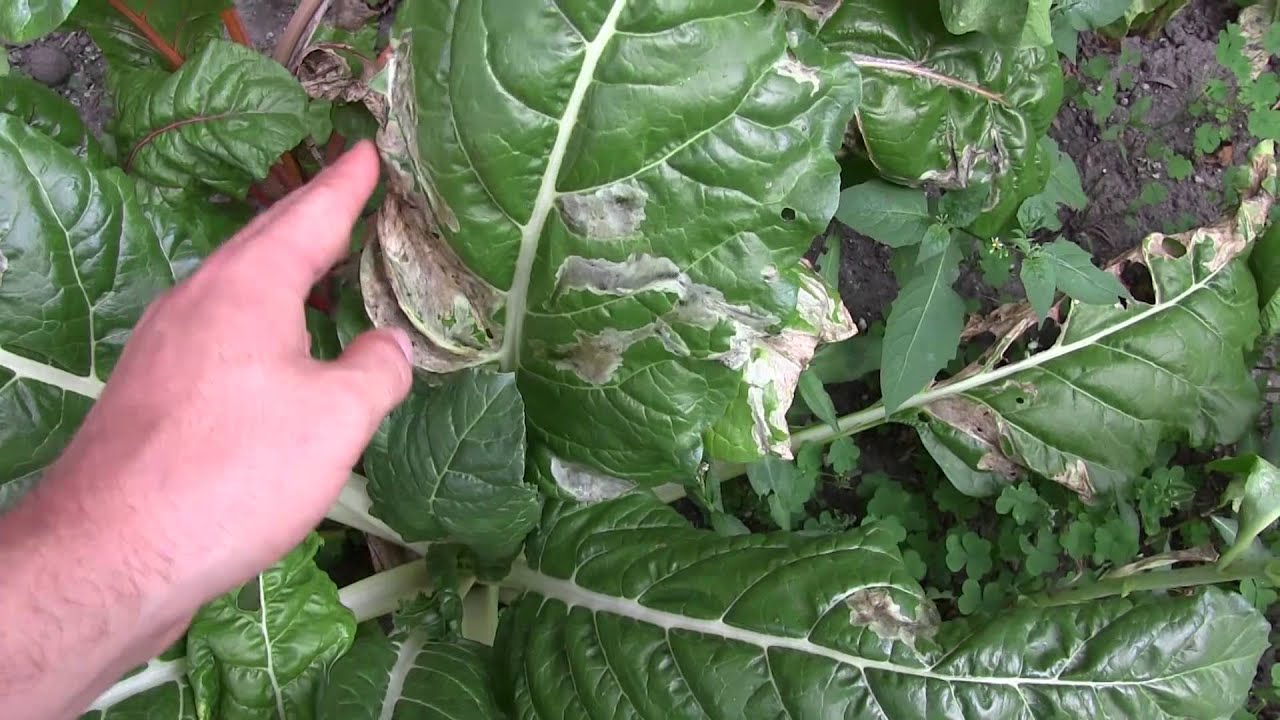 Leaf Miner Symptoms and Treatments