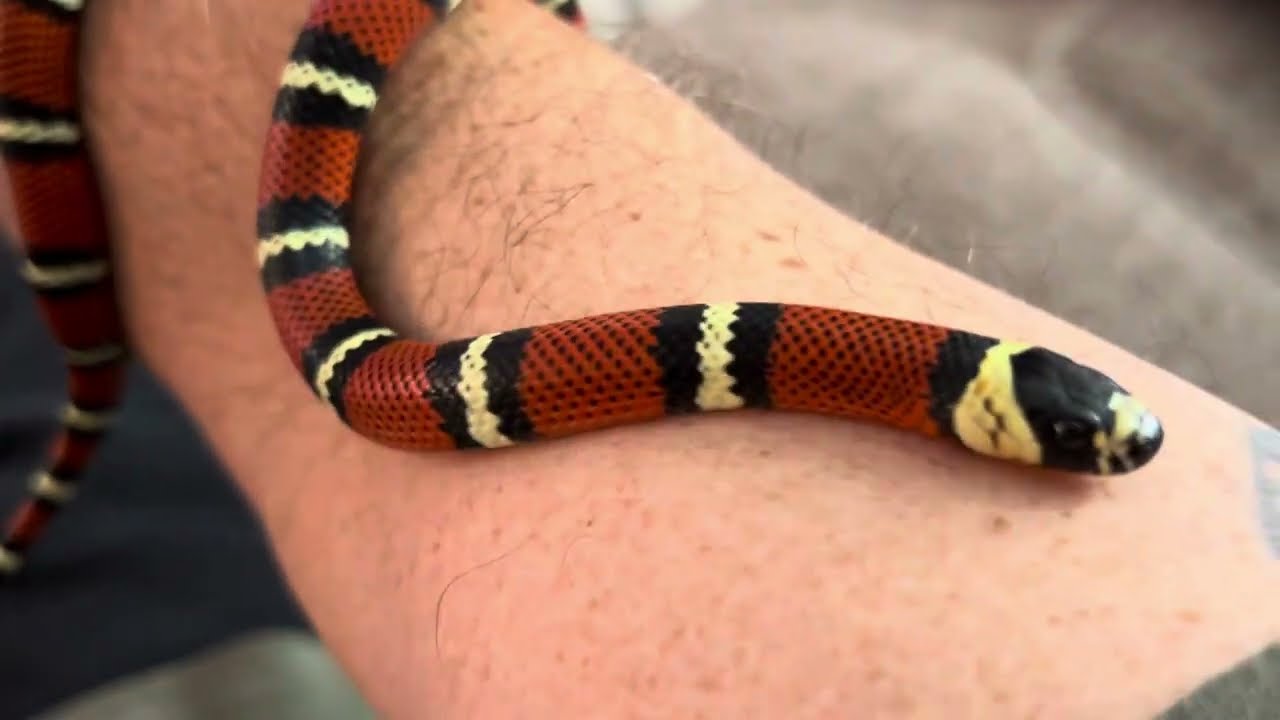 Handling session with my baby black milk snake:Marrs: