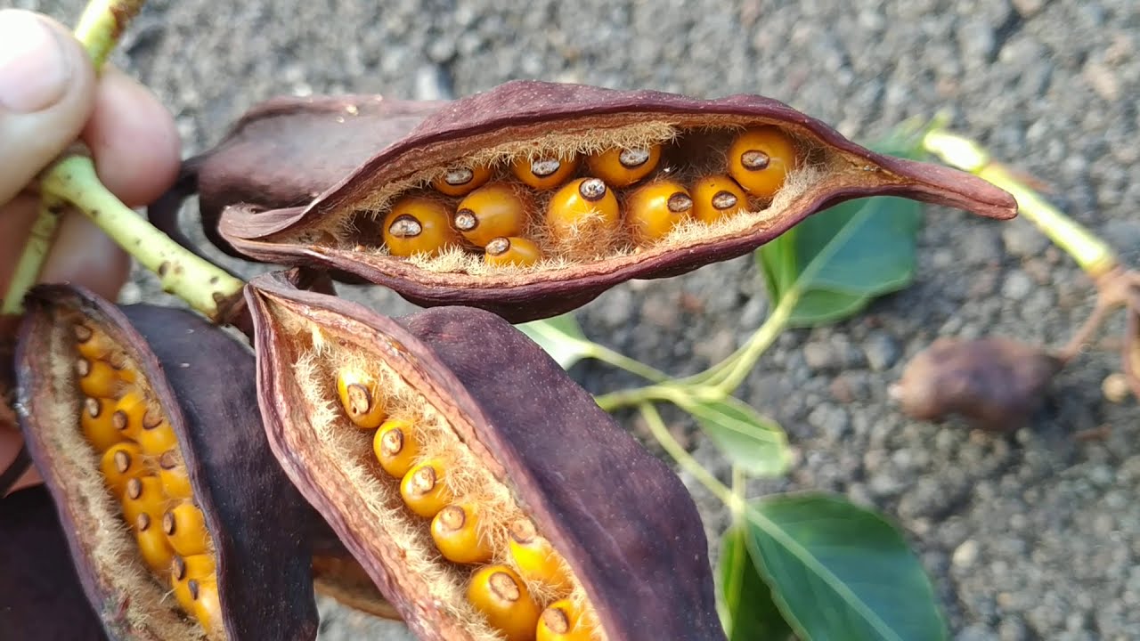 Kurrajong (Brachychiton populneus) seeds - a dangerous snack