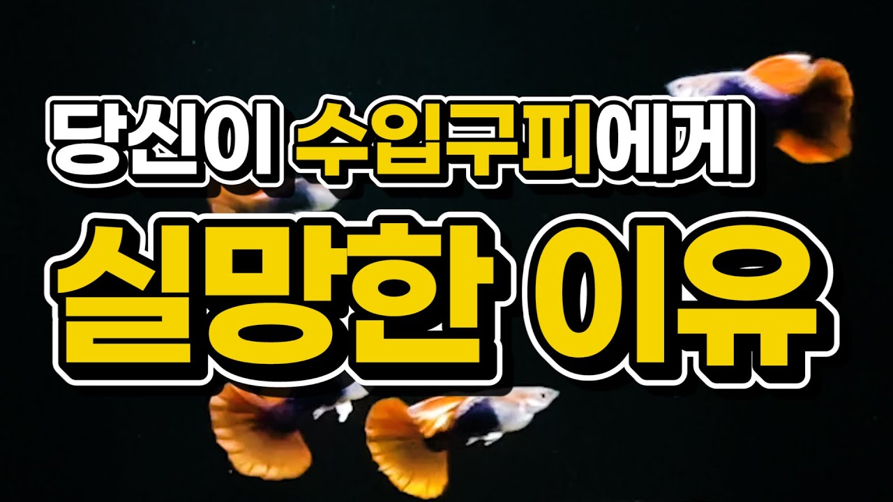 [당신이 수입구피에게 실망한 이유] 수입구피 고정화, 과연 가능할까?