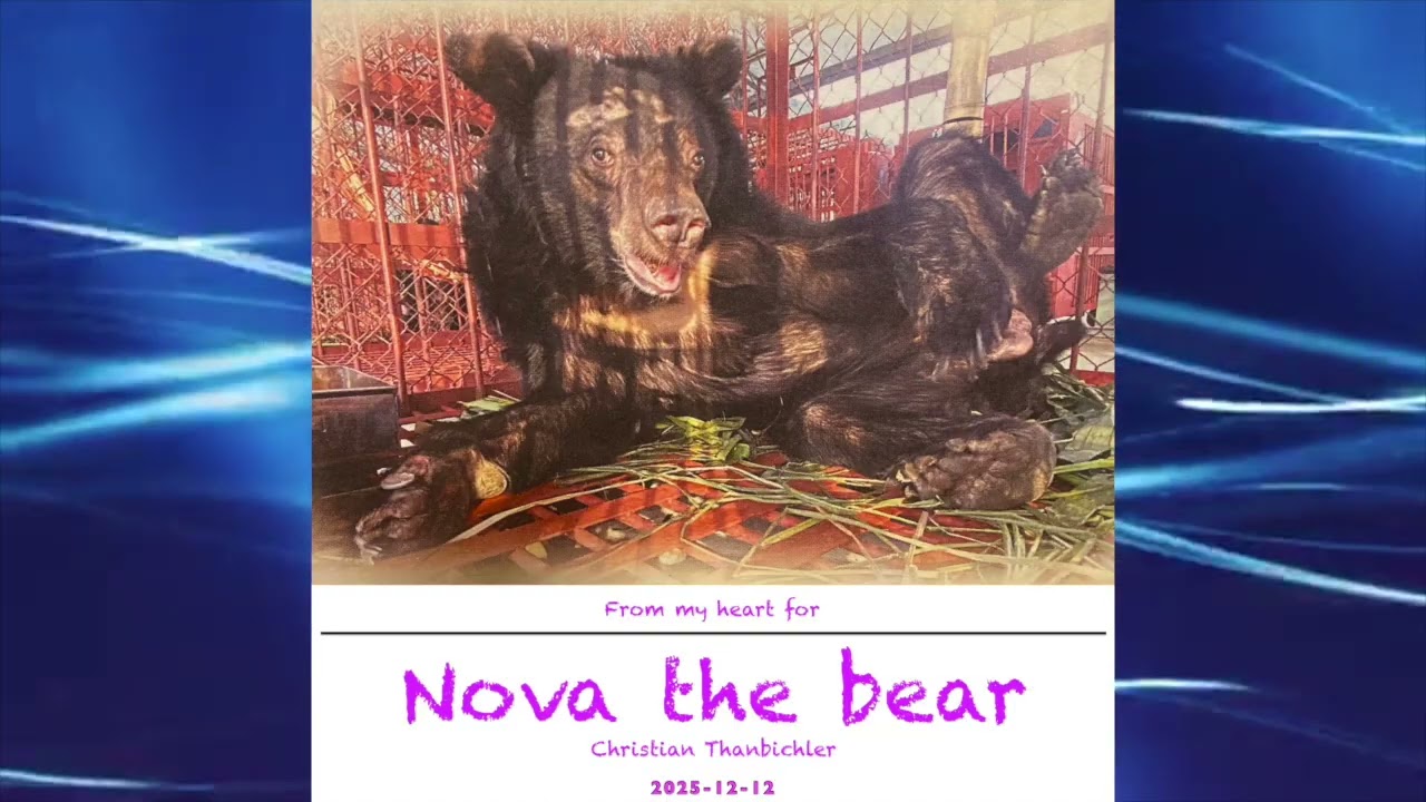 Nova the bear