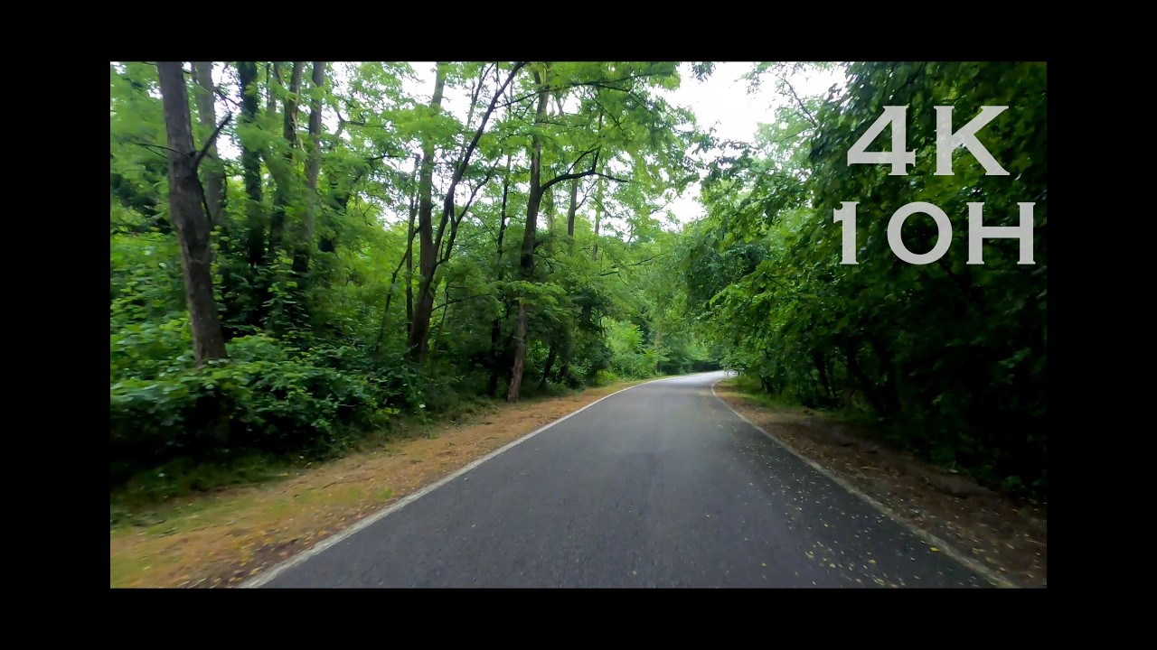 10 Hours of Relaxing Forest Drive - 4K UHD Virtual Road Trip with Natural Engine & Bird Sounds