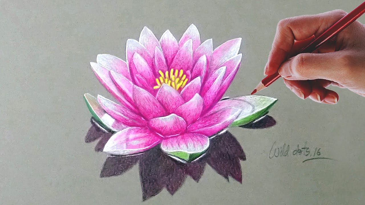 Water Lily - Drawing A Water Lily With Simple Colored Pencils |