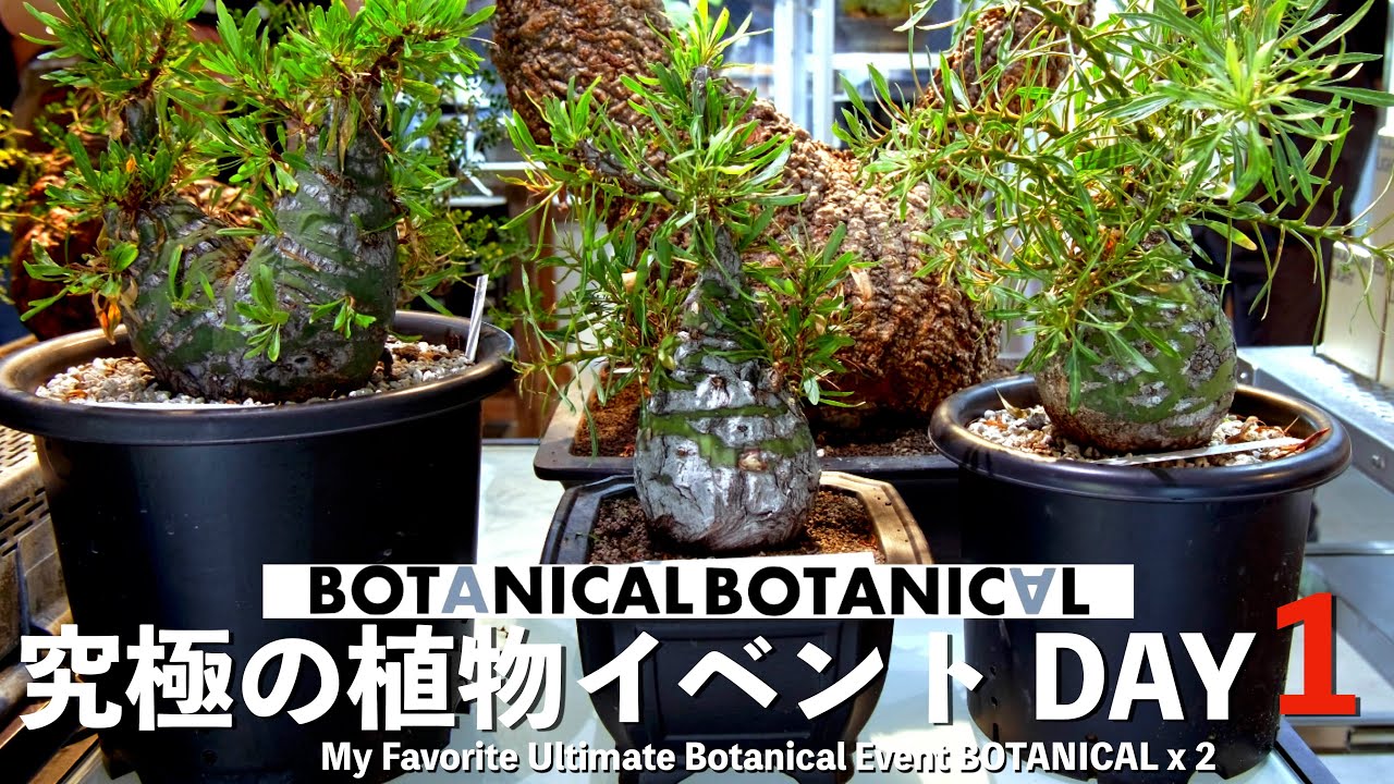 【前編】 BOTANICAL BOTANICAL 2024 Summer イベントレポート DAY1｜アガベ｜パキポディウム｜フォークエリア｜プルプシー｜ボタニカルボタニカル