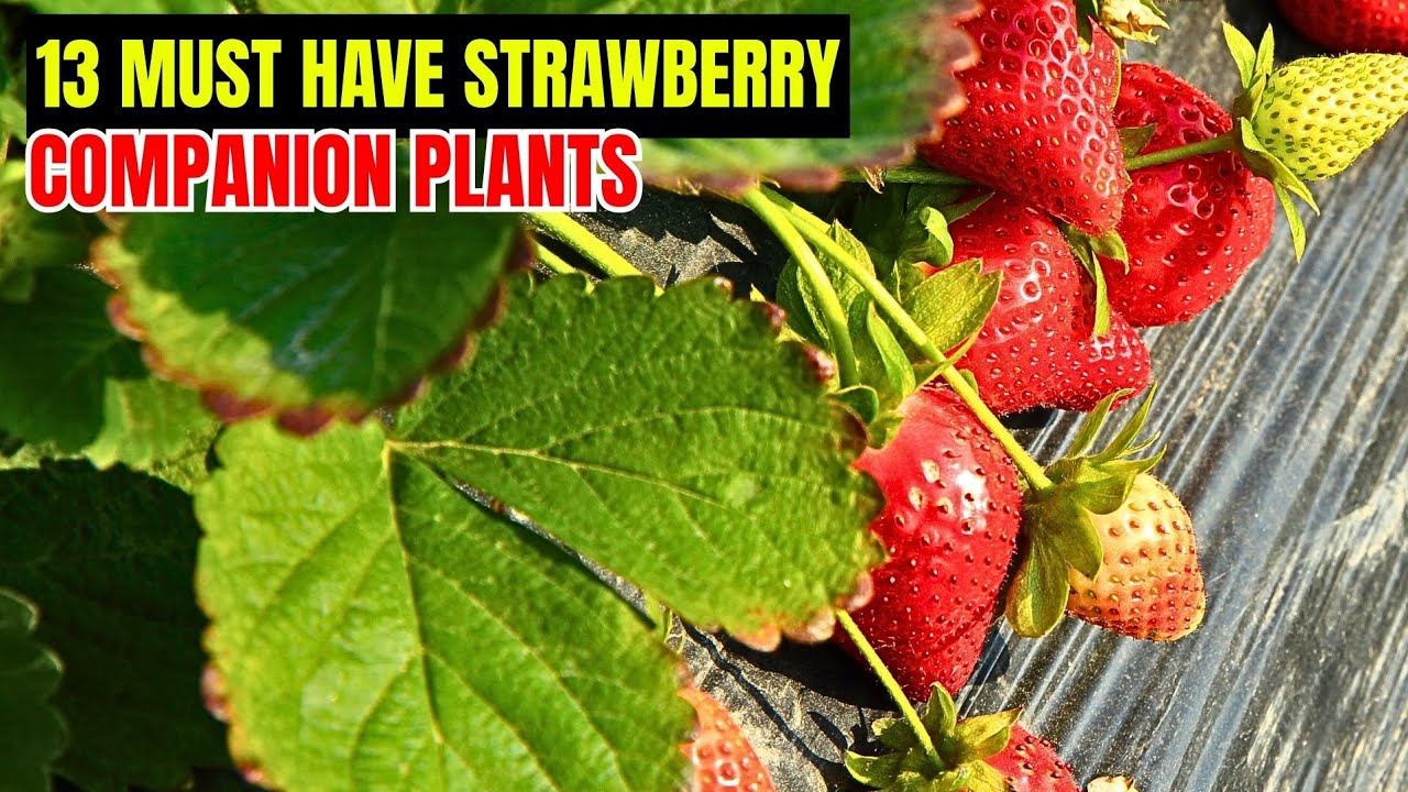 13 Strawberry Companion Plants That Will Boost Your Harvest and Protect Your Garden Naturally