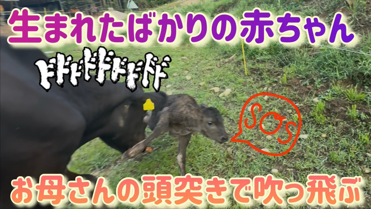 緊急　かめちゃん出産したけど