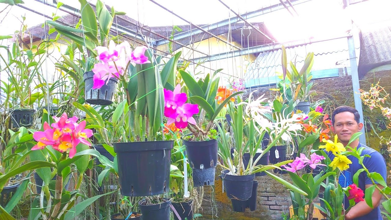 ready Cattleya berbunga pot gantung koleksi cantik berseri