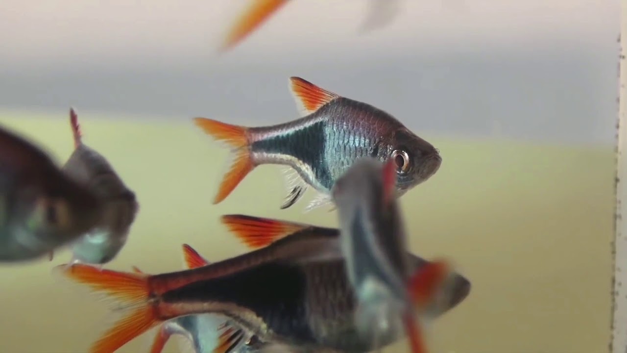 расбора клинопятнистая (rasbora heteromorpha)