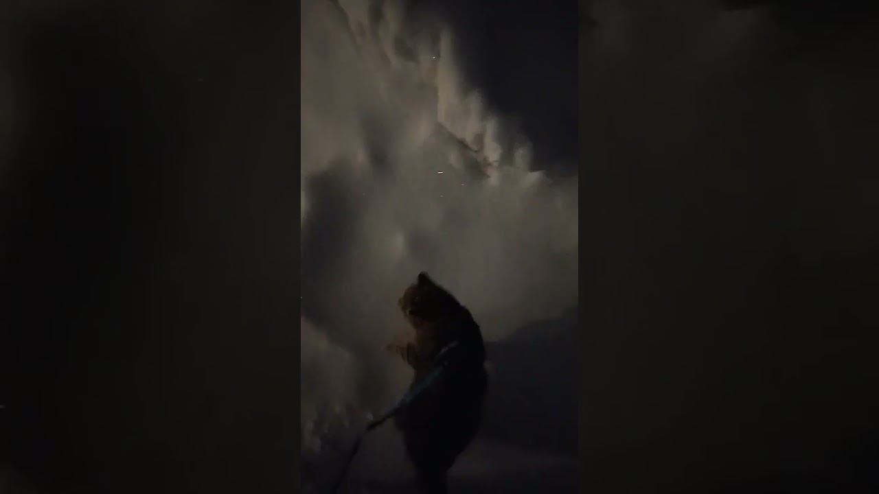 ✨Вечерняя❄️❄️❄️прогулка с😻Чипом и😺Марусей💫#леснойкотчипик#shipikkot#shipilena#videolenalait#cat#кот#